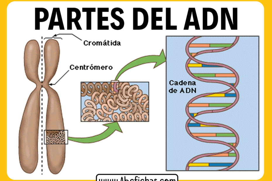 Estructura y partes del adn