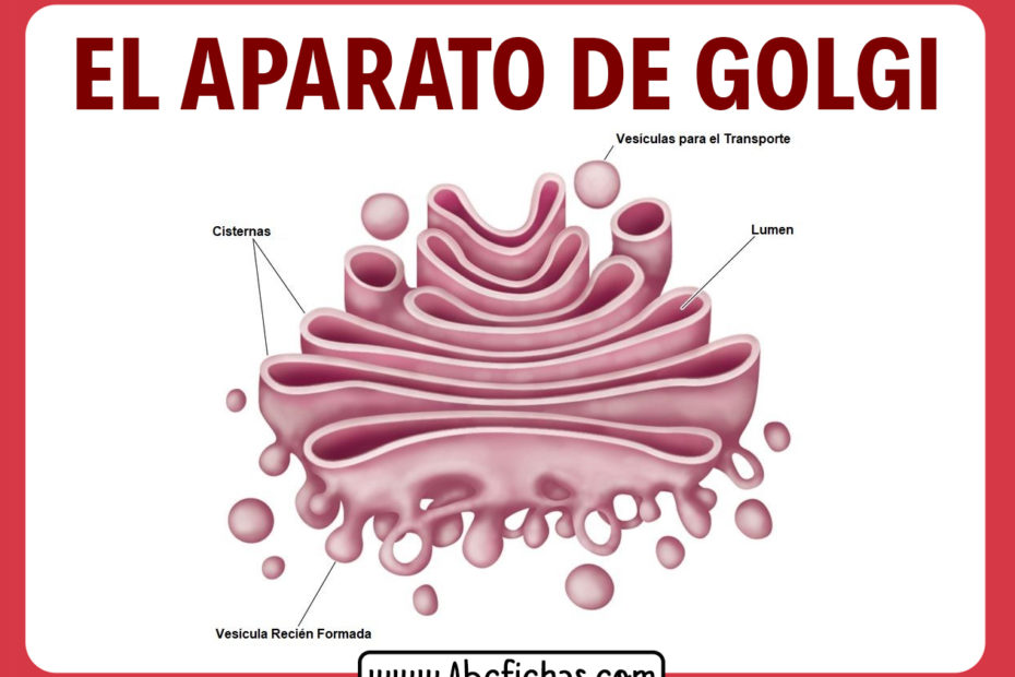 Estructura y partes del aparato de golgi