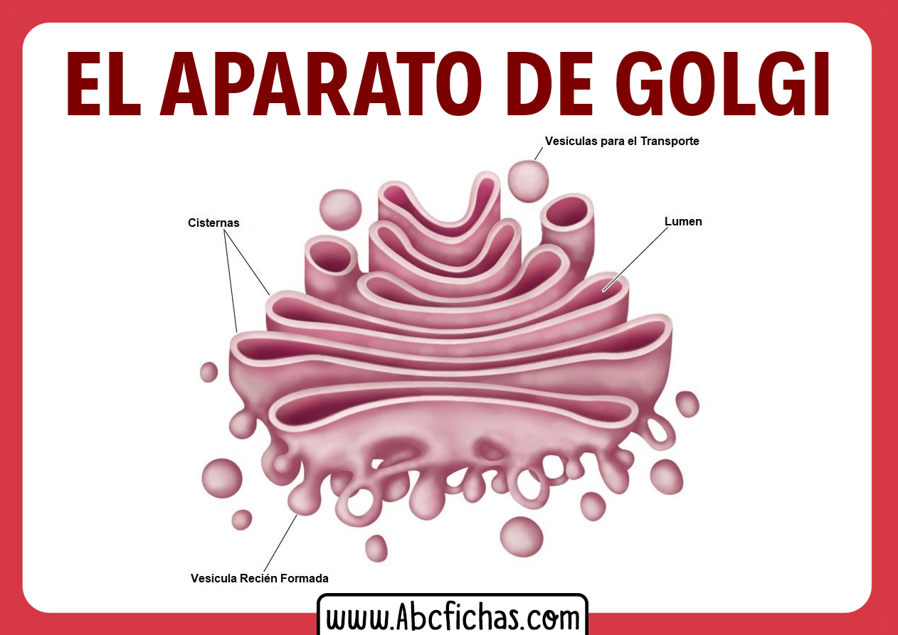 Estructura y partes del aparato de golgi