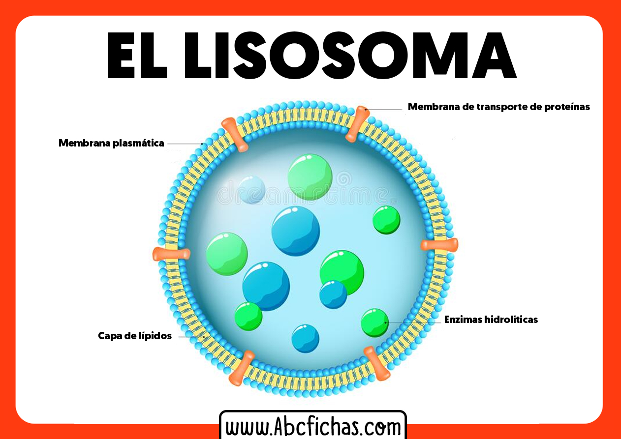Estructura y partes del lisosoma