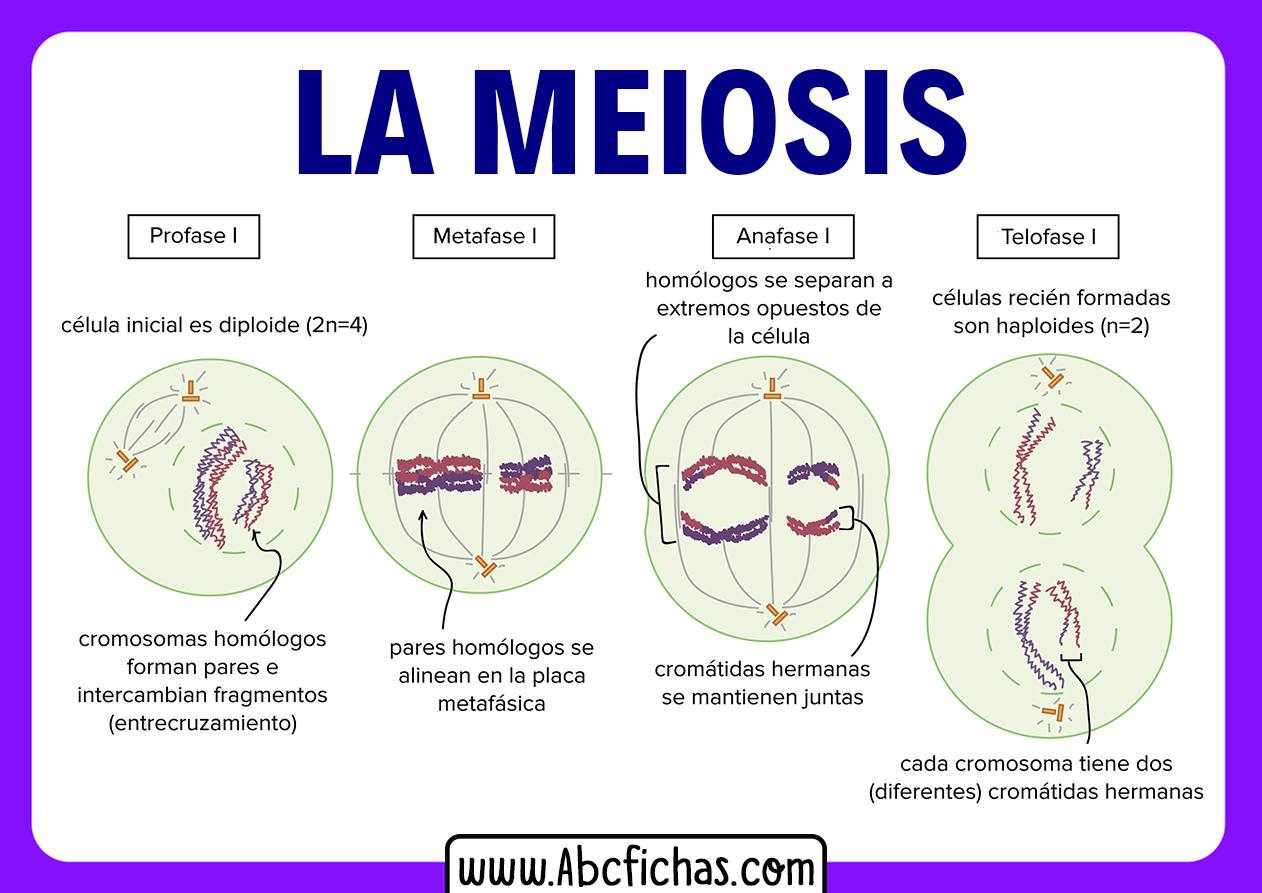 Explicacion meiosis y sus fases o partes