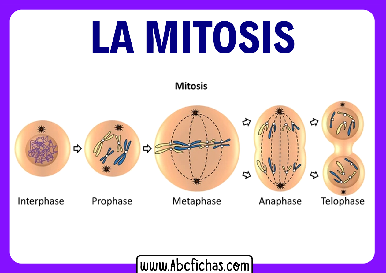 Explicacion de mitosis y sus fases o partes