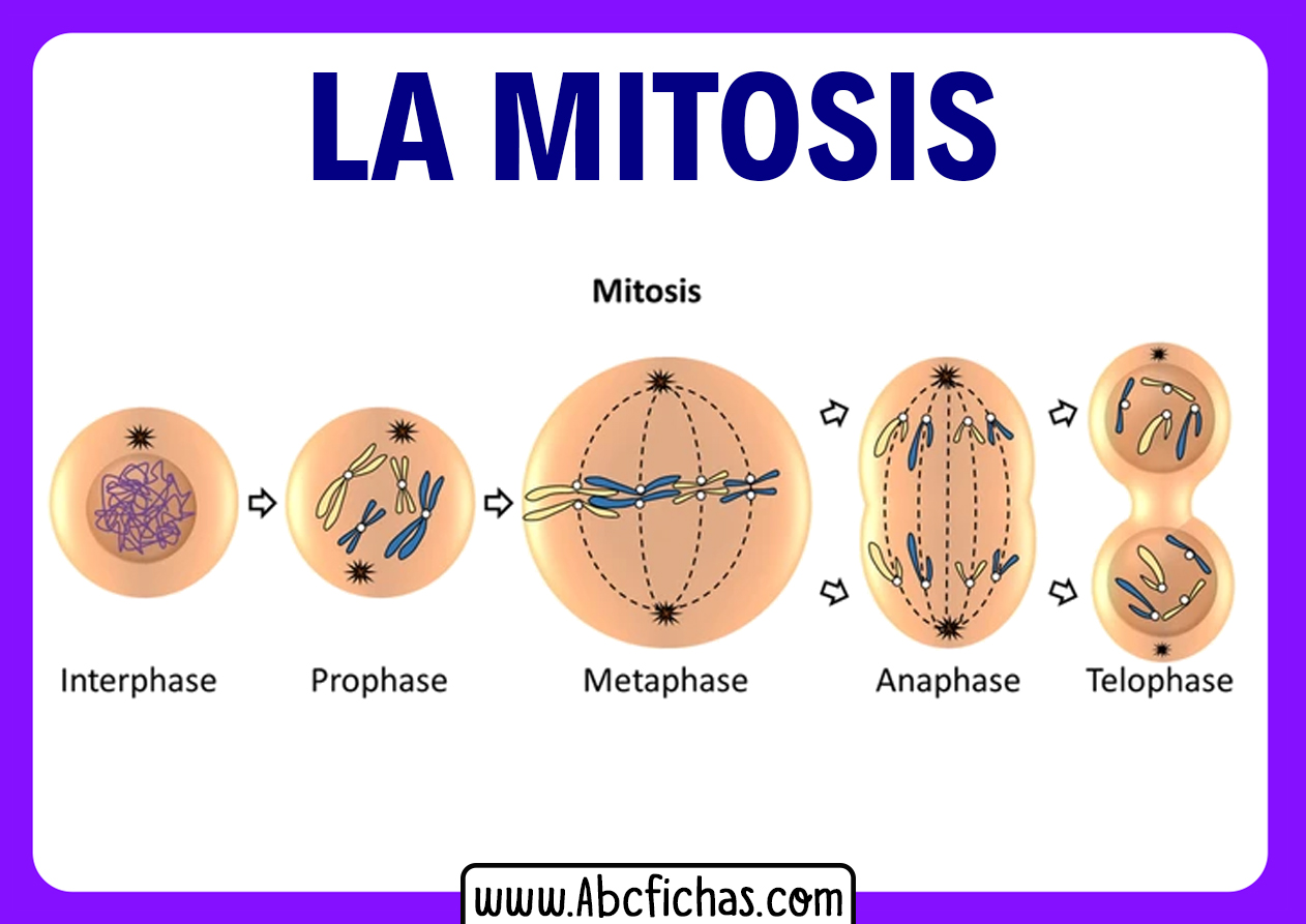 Para que sirve la mitosis