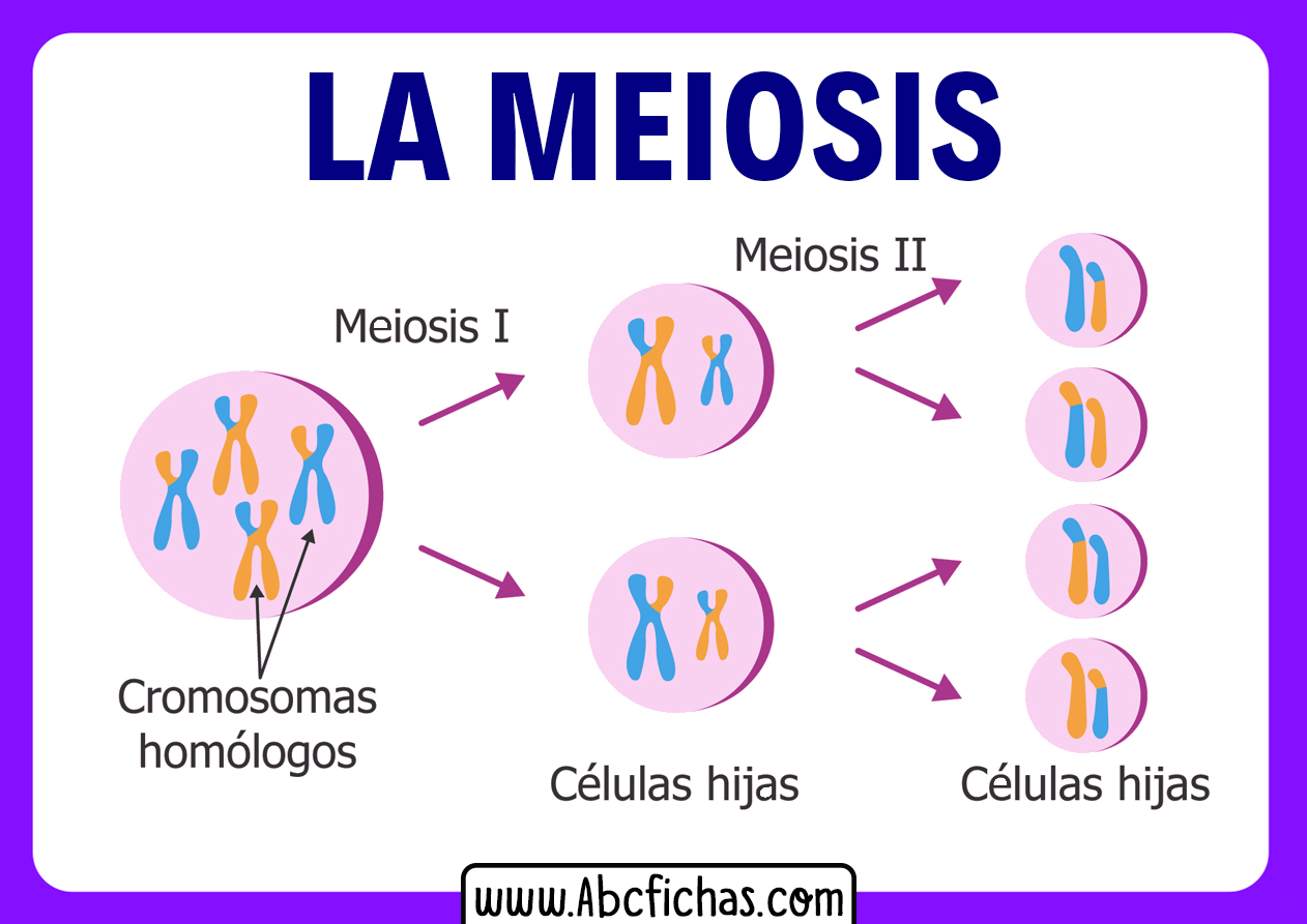 Fases de la meiosis