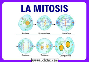 Fases de la mitosis