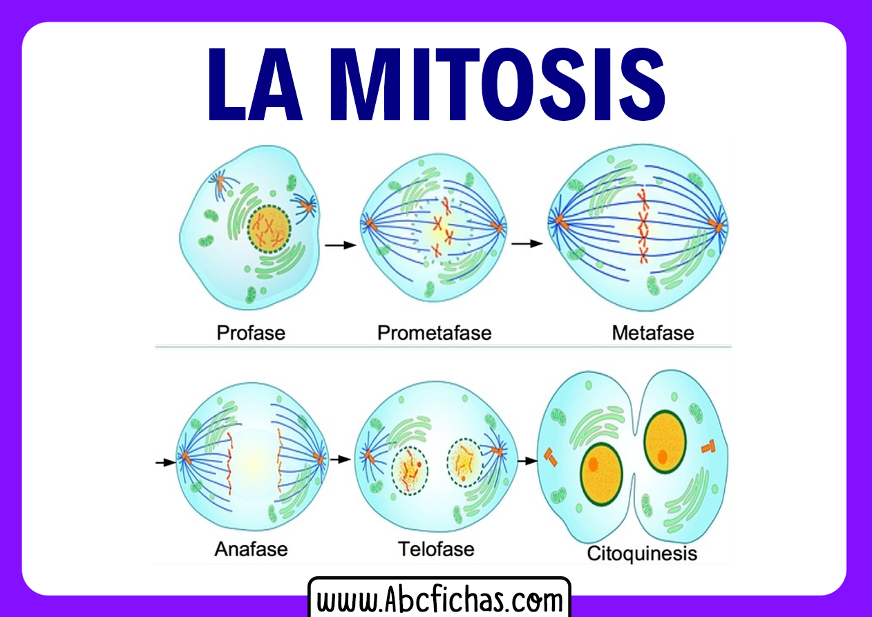 Fases de la mitosis