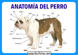 Fisionomia de un perro