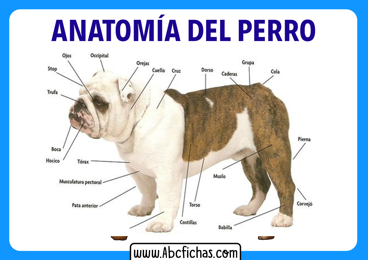 Fisionomia de un perro