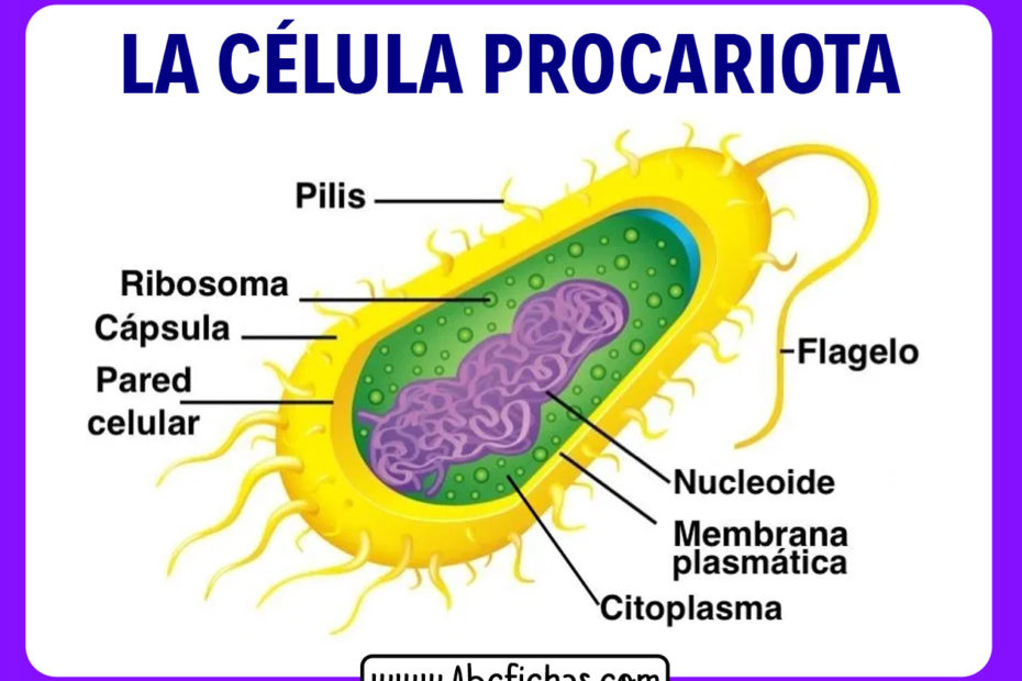 Funcion de la celula procariota