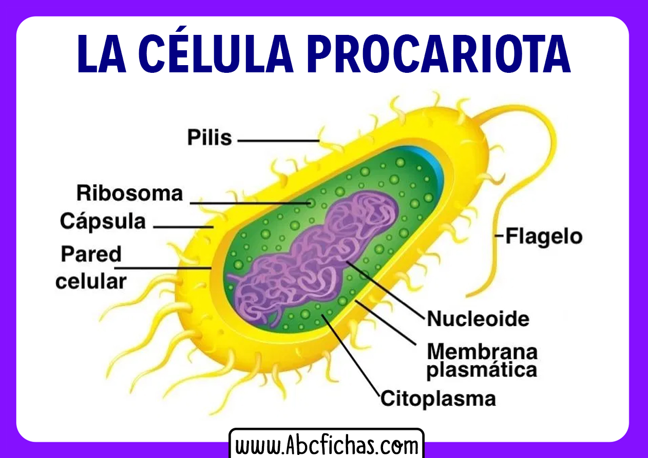 Partes de una celula procariota