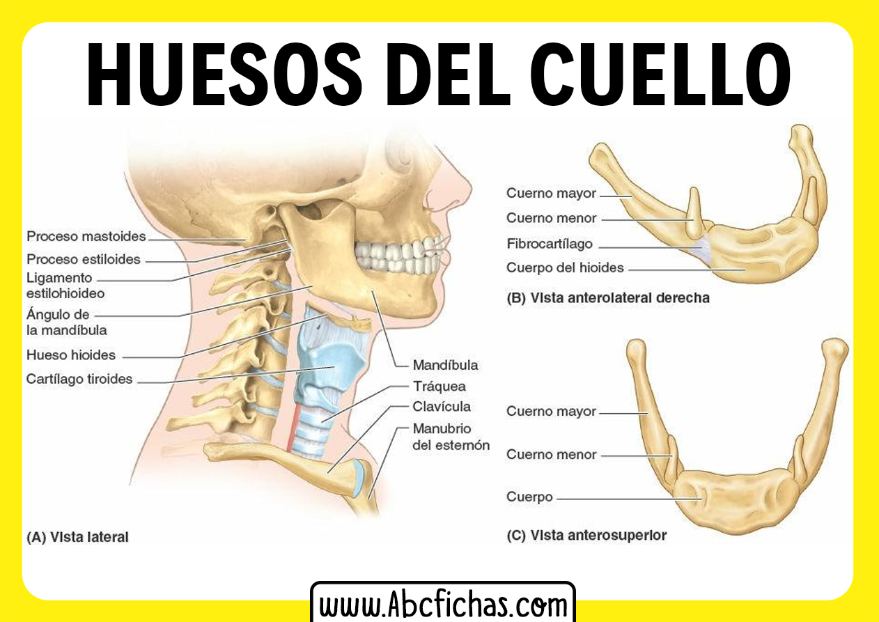 Huesos cervicales del cuello