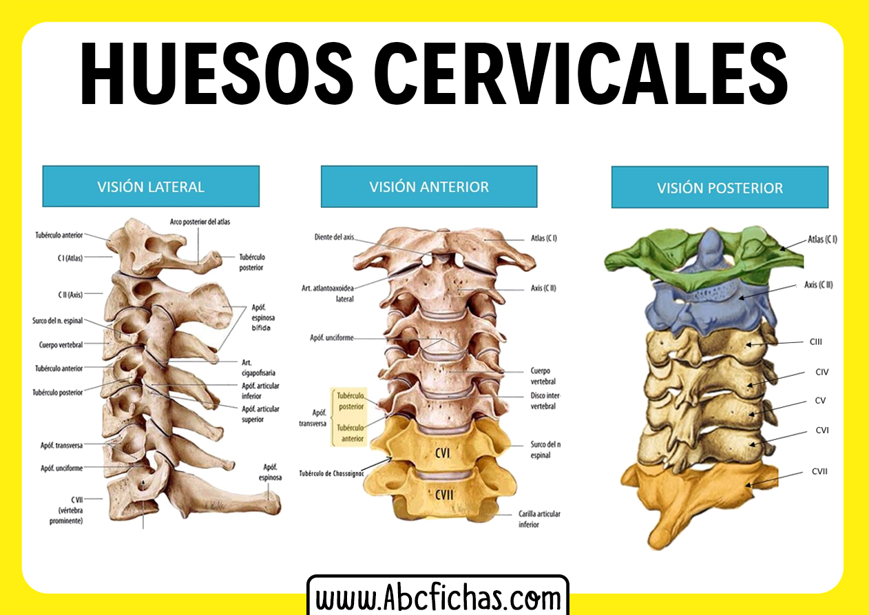 Huesos cervicales