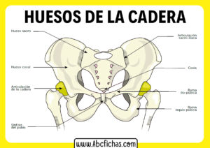 Huesos de la cadera y de la pelvis