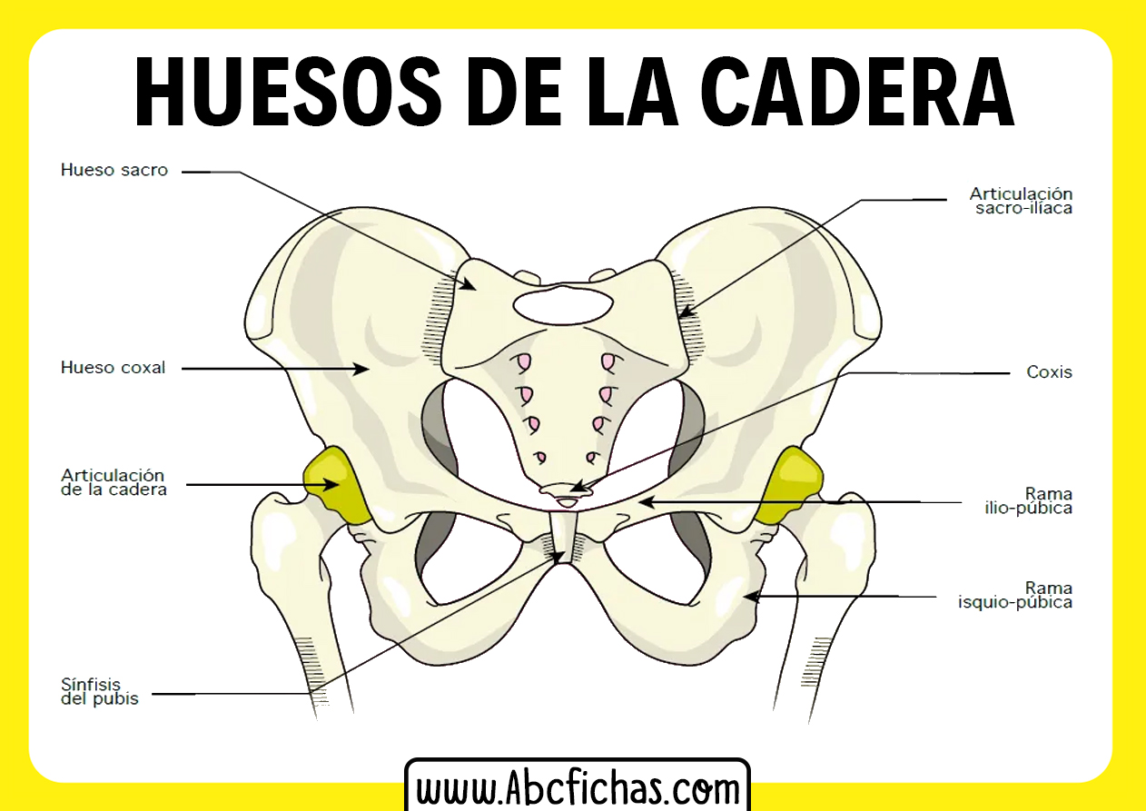 Anatom a Y Huesos De La Cadera Y La Pelvis