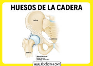 Huesos de la pelvis