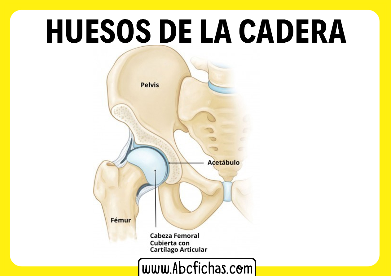 Huesos de la pelvis