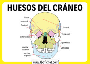 Huesos de la cabeza