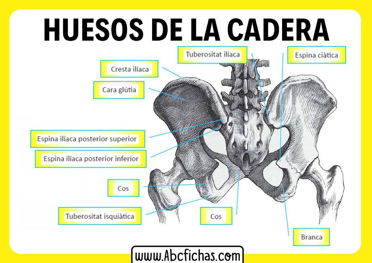 Anatomía Y Huesos De La Cadera Y La Pelvis