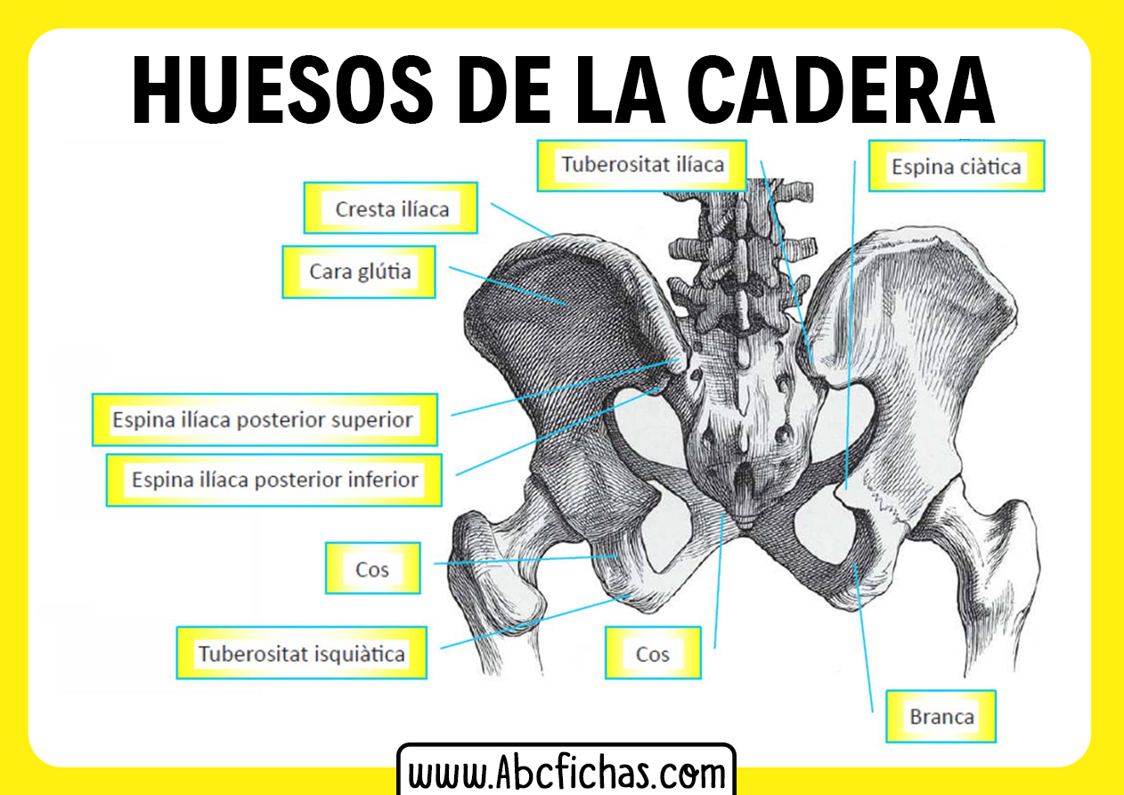 Huesos de la cadera