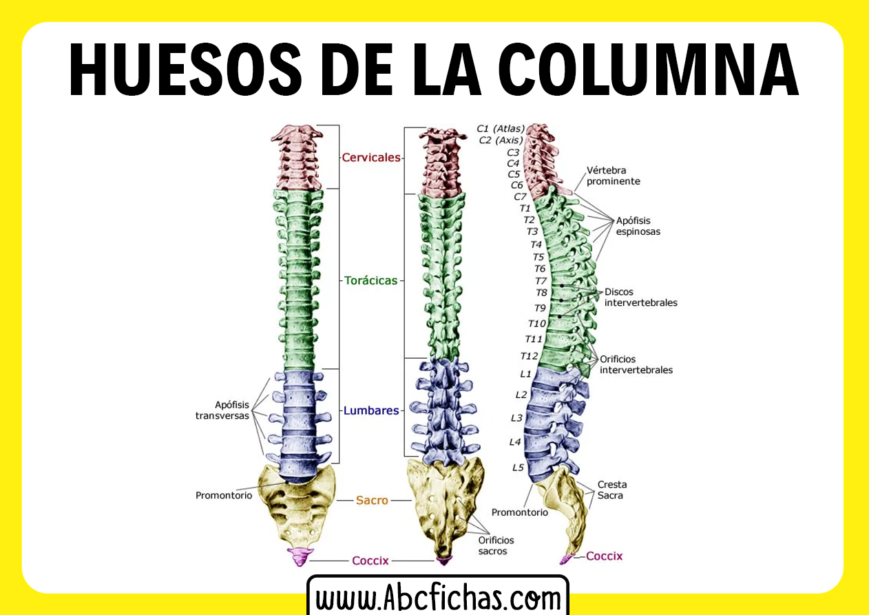 Huesos de la columna vertebral