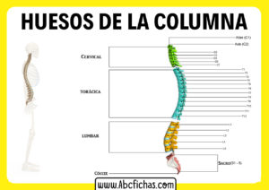 Huesos de la columna vertebras