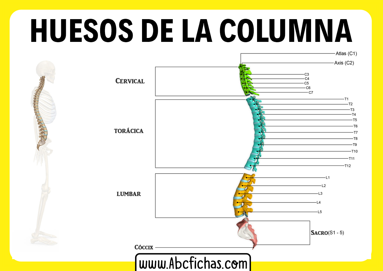 Huesos de la columna vertebras