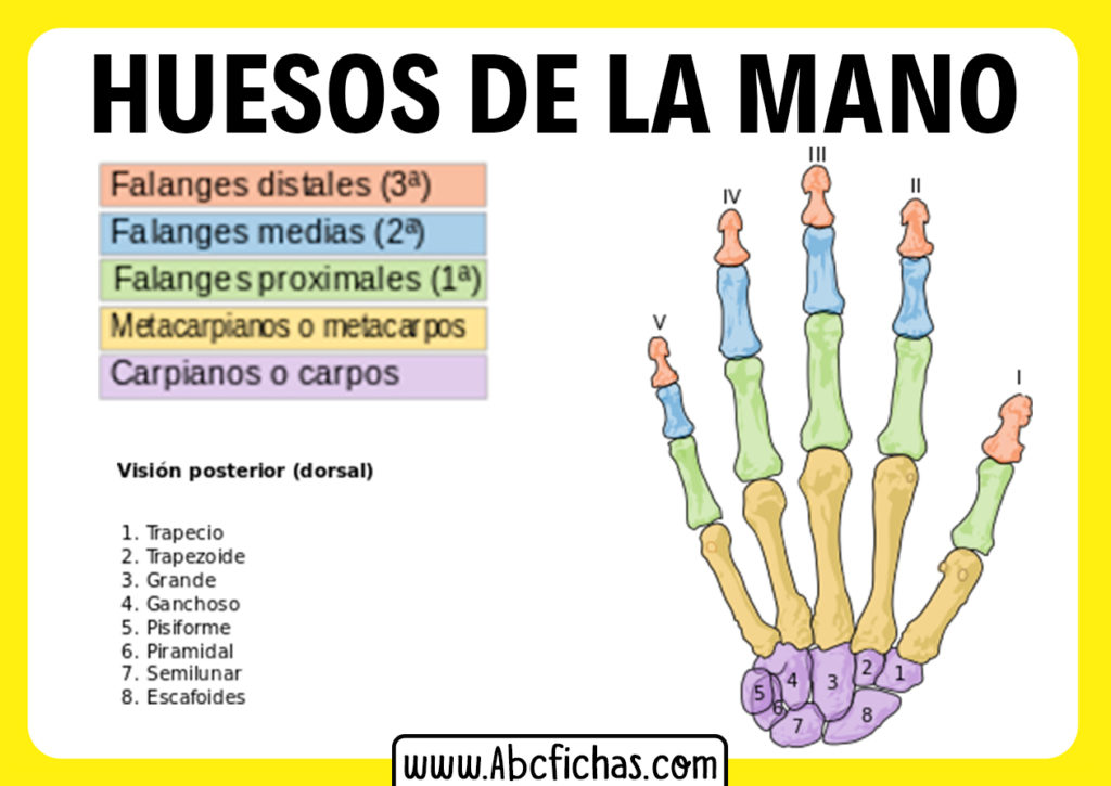 Anatomía Y Huesos De La Mano