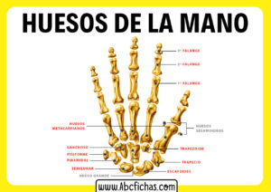 Huesos de la mano falanges