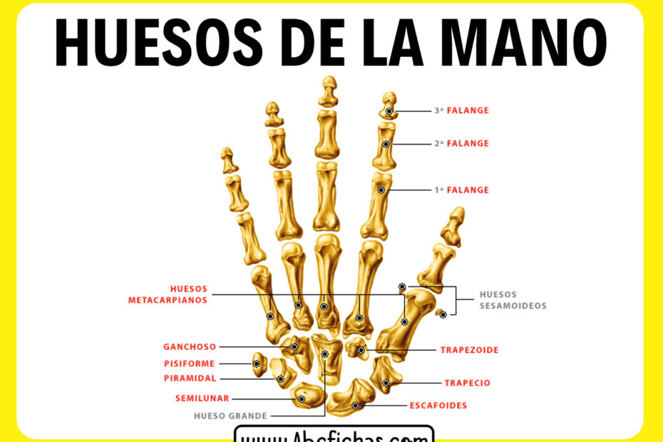 Huesos de la mano falanges