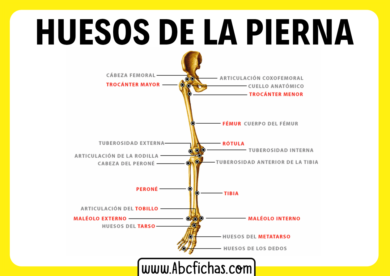 Anatomía Y Huesos De Las Piernas Y Extremidades Inferiores