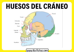 Huesos del craneo