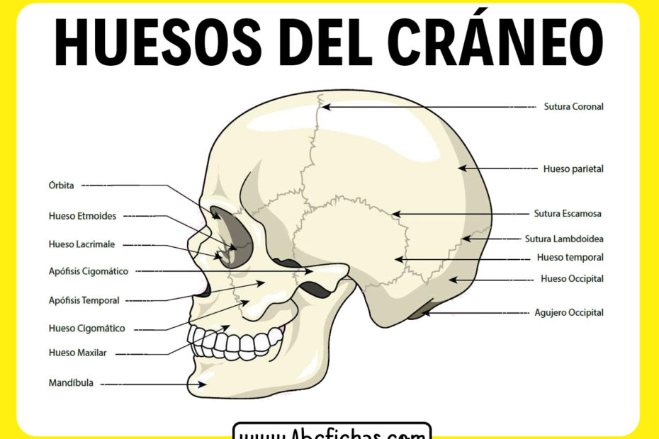 Huesos del craneo humano