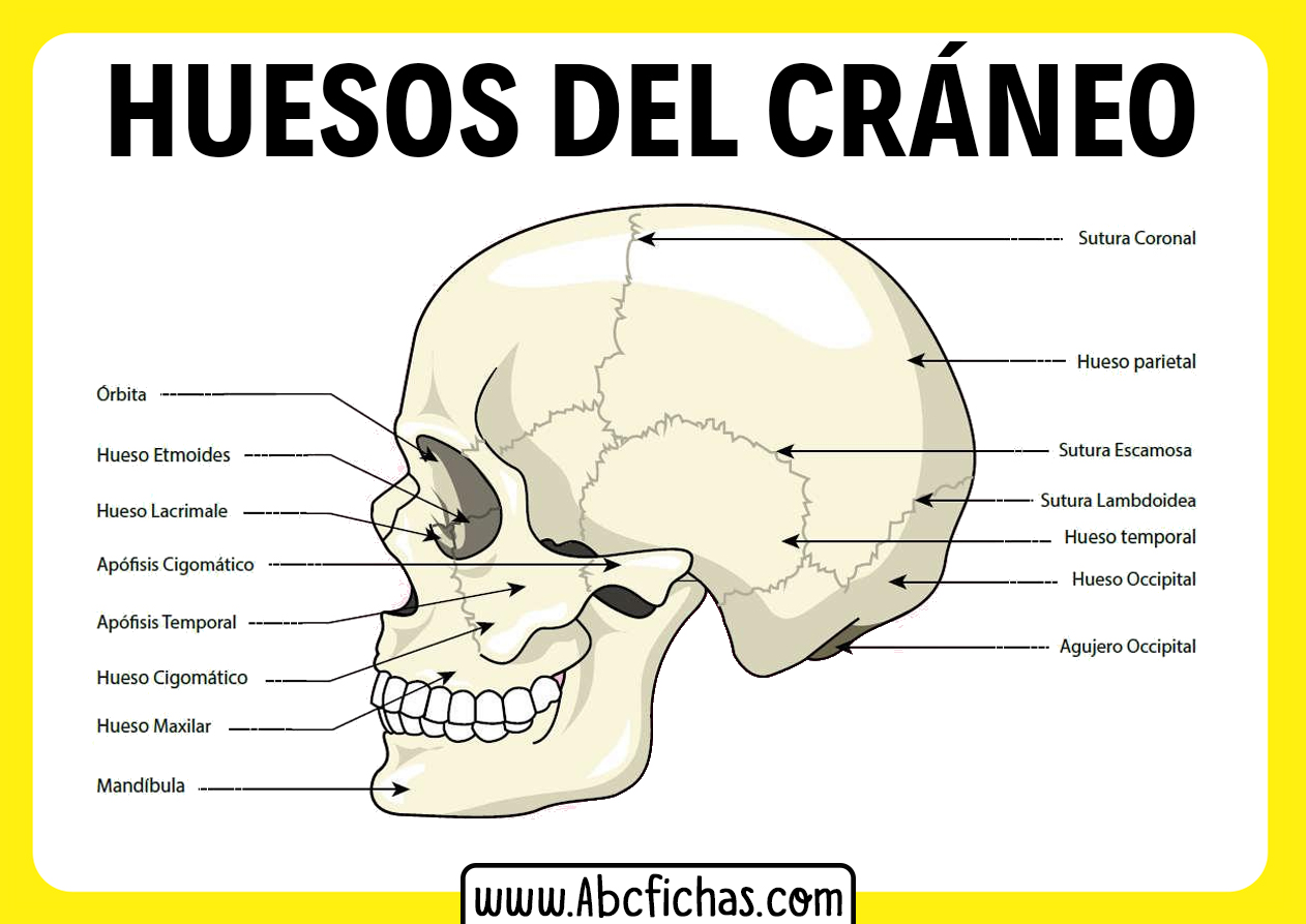 Huesos del craneo humano