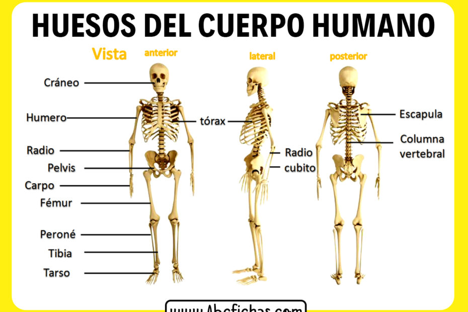 Huesos del cuerpo humano