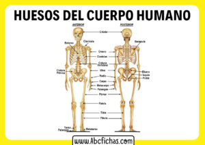 Huesos del cuerpo humano anterior y posterior