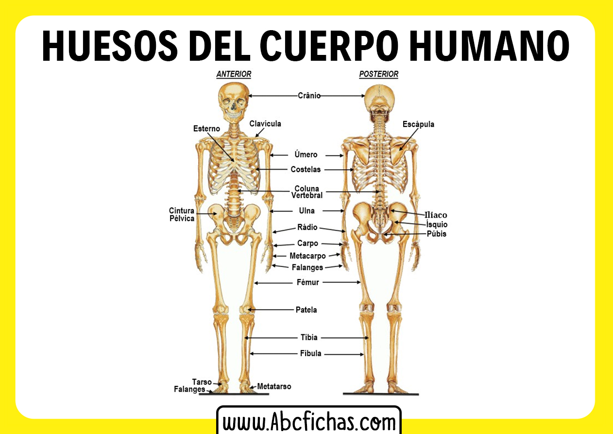 Huesos del cuerpo humano anterior y posterior