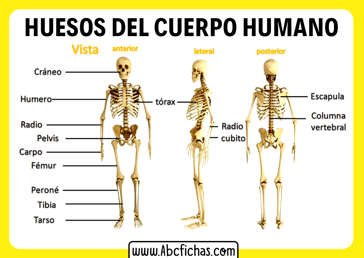 Anatomía Y Huesos Del Cuerpo Humano Sistema Óseo