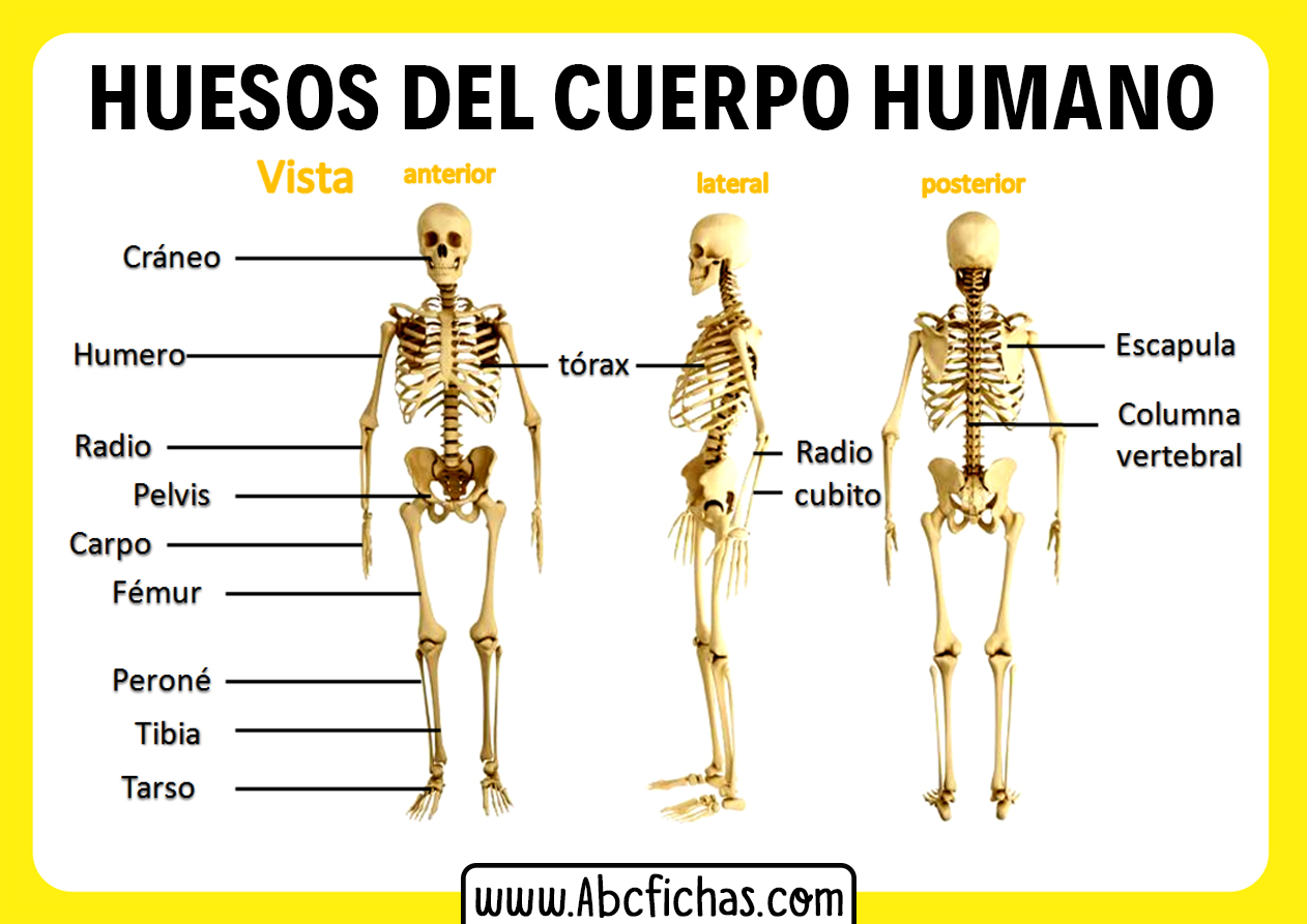 Huesos del cuerpo humano