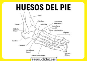 Huesos del pie