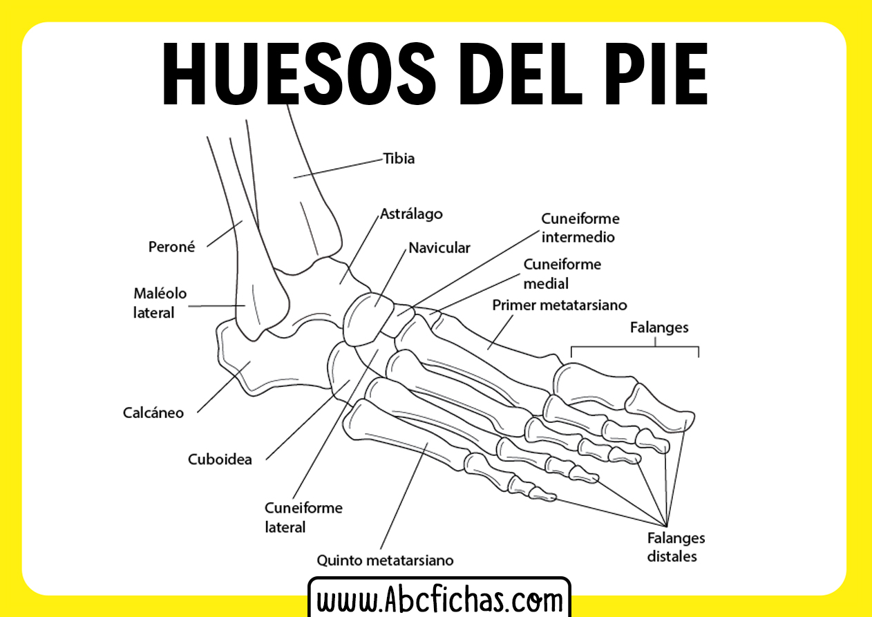 Huesos del pie