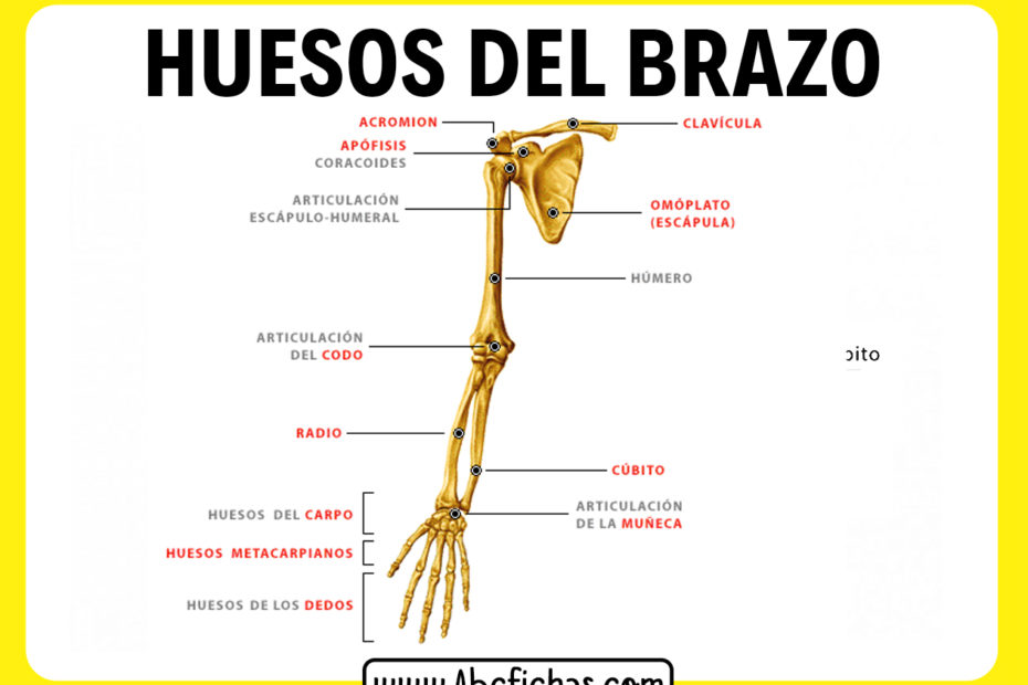 Huesos del brazo