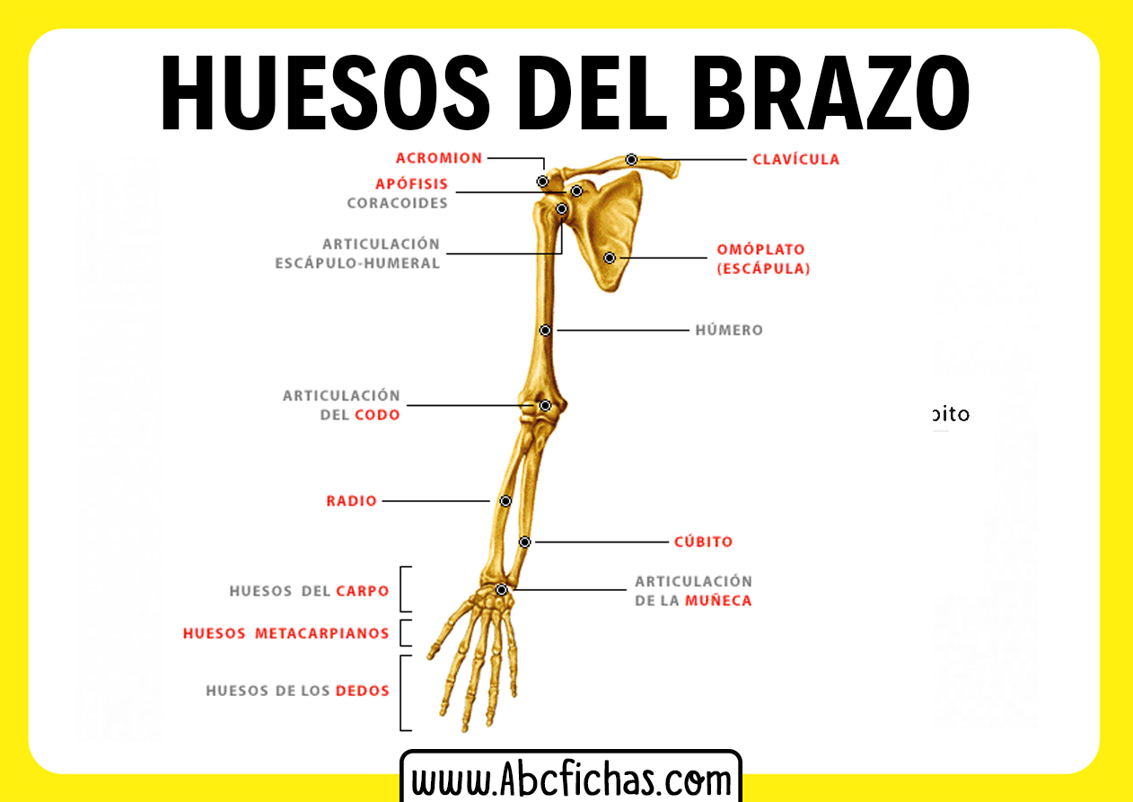 Huesos del brazo