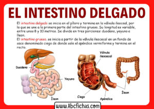 Intestino delgado y grueso diferencias