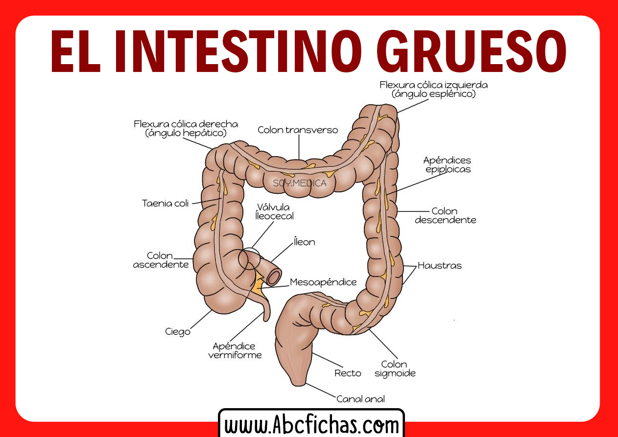 Intestino grueso y sus partes