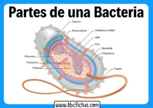 La bacteria y sus partes