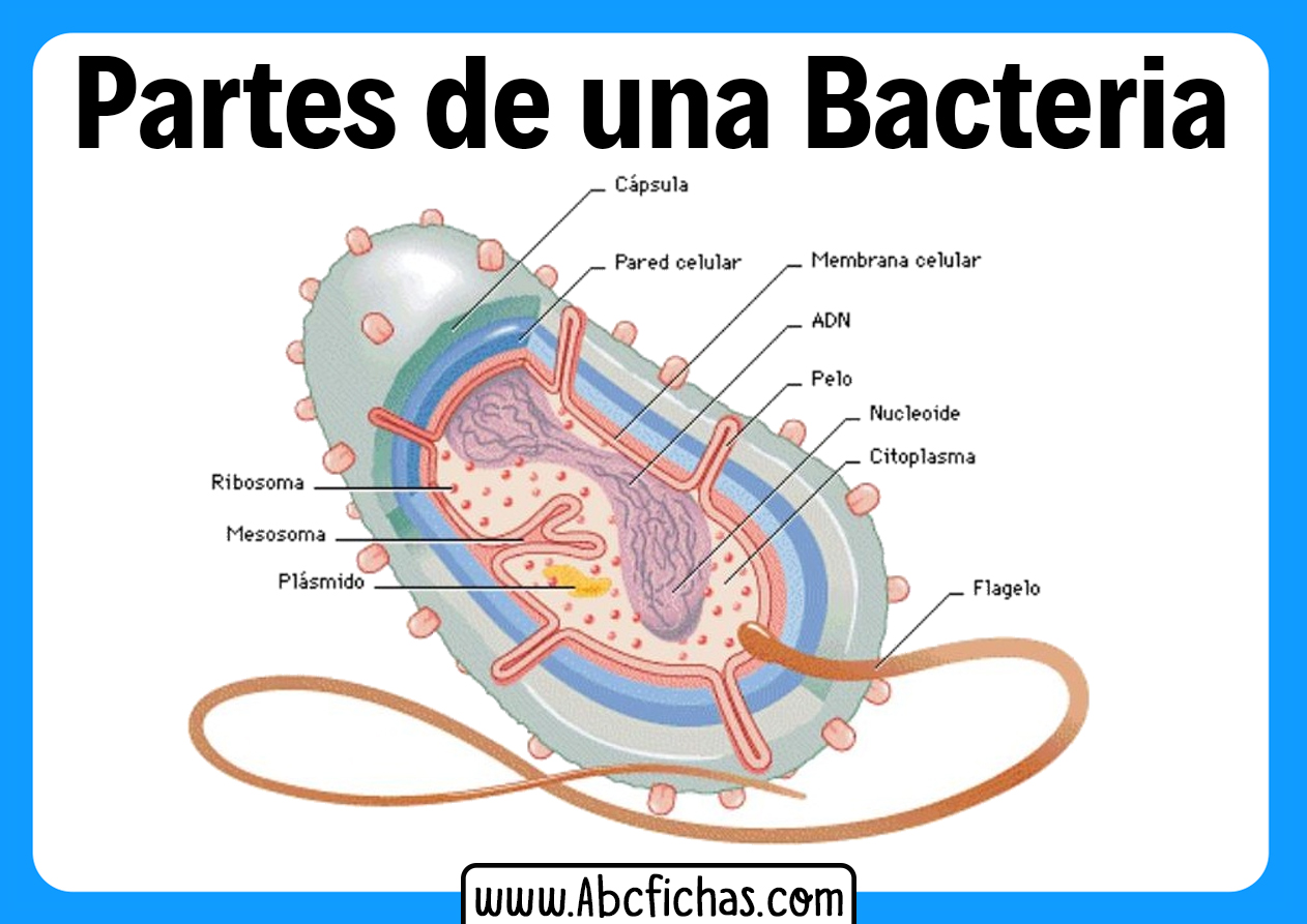 La bacteria y sus partes