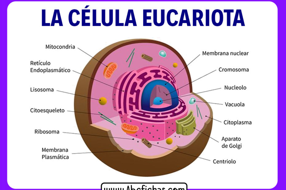 La celula eucariota partes