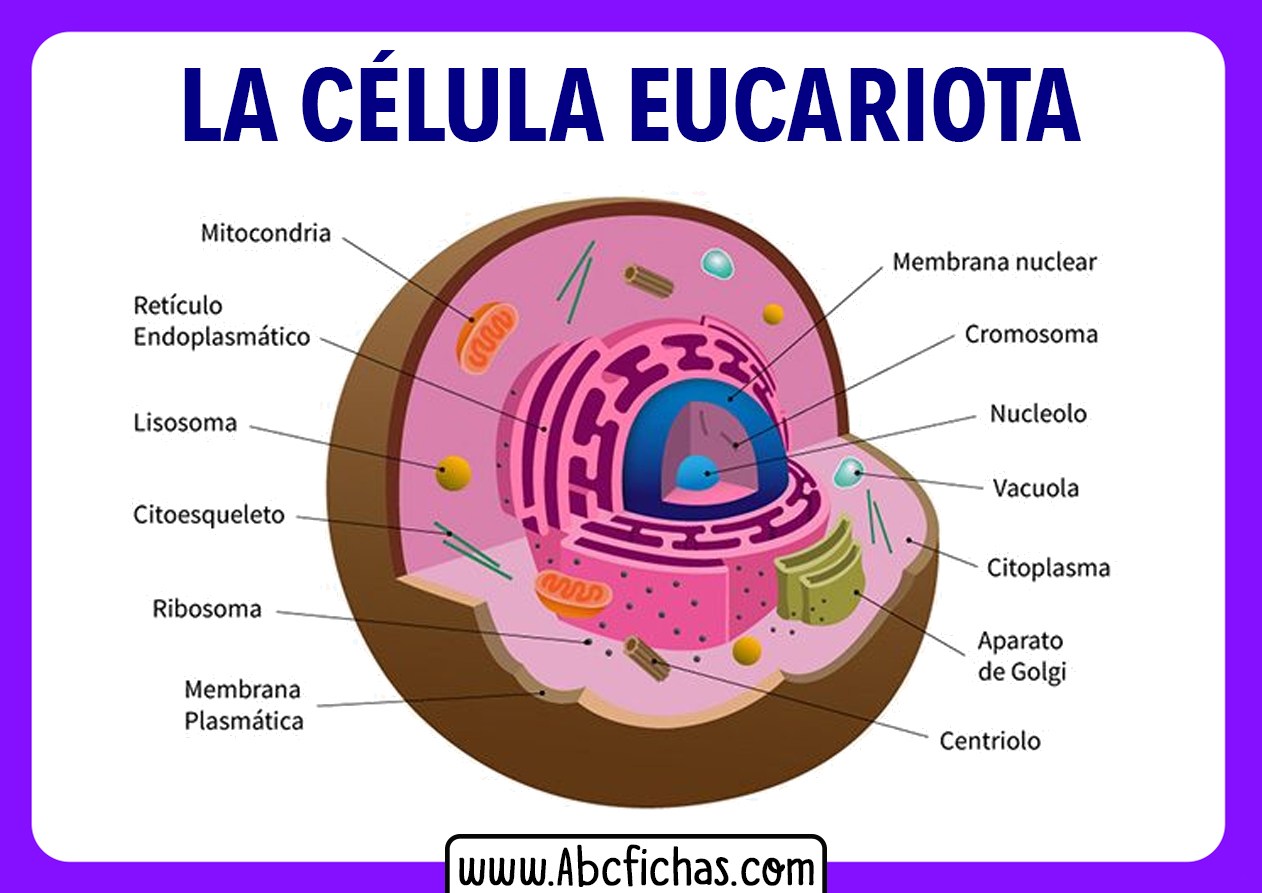 Estructura Interna Y Partes De La Célula Eucariota
