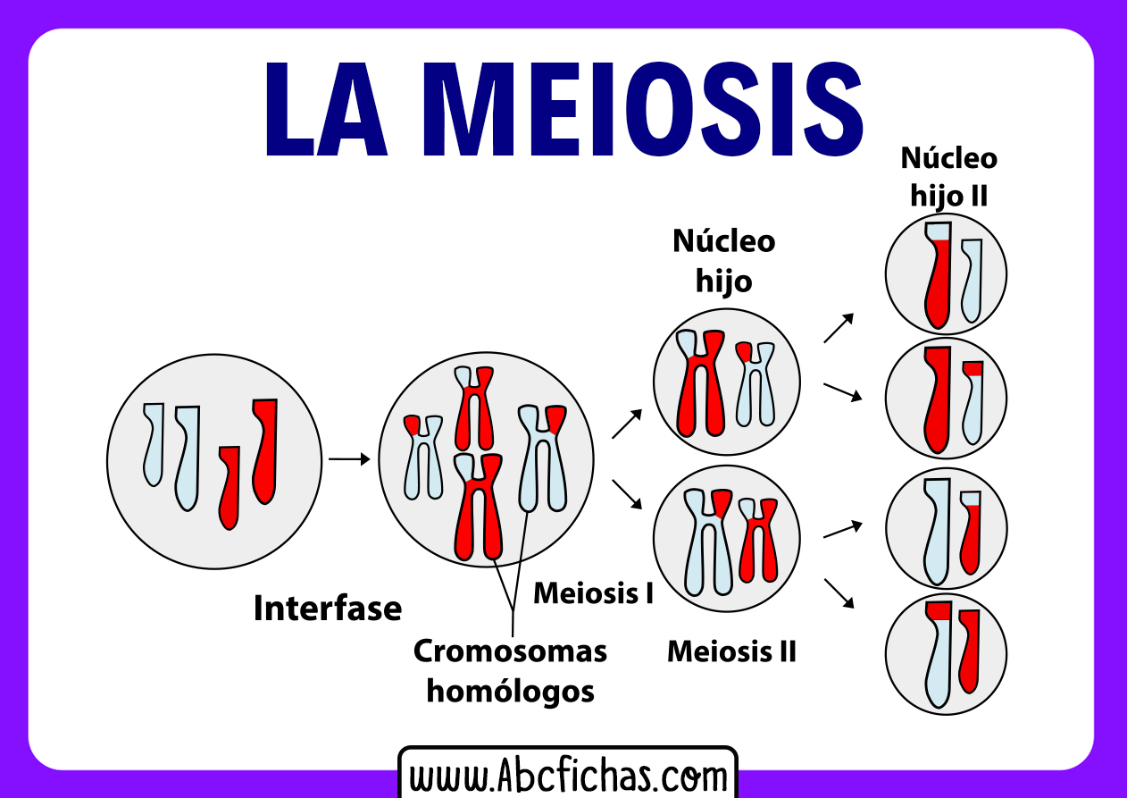 La meiosis celular