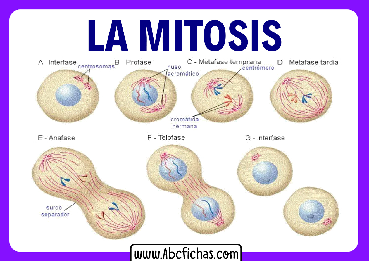 La mitosis y sus partes o fases